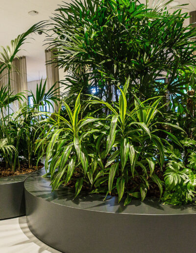 Grote plantenbakken interieurbeplanting vd vleuten