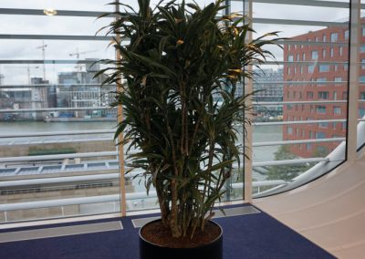 Dracaena deremensis vertakt