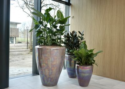 Ecri Parelluster met Strelitzia Nicolai kantoorplant