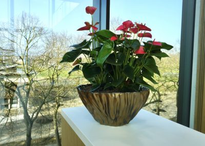 Ecri schaal met Anthurium