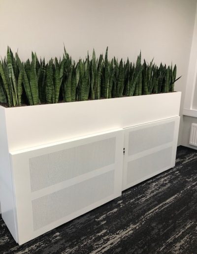 Maatwerkbak wit staal met sansevieria