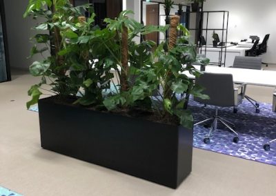 Prestige zwart kunststof met Monstera beplanting