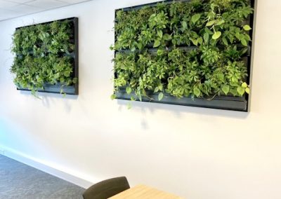 2 Live Panel met Schefflera-Philondendron Scandens-Muehlenbeckia