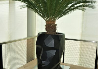 Adan hoofd planter met Cycas palm