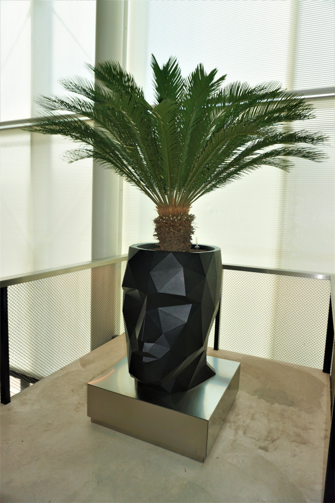 Adan hoofd planter met Cycas palm SintLucas