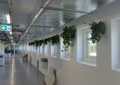 Wall planter met mix van hangplanten