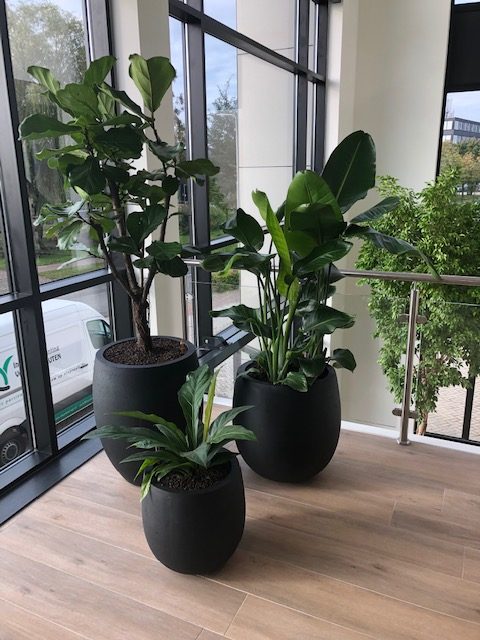 Groep van Grigio Balloon Ficus Lyrata-Strelitzia Nicolai- Anthurium Jungle Kin