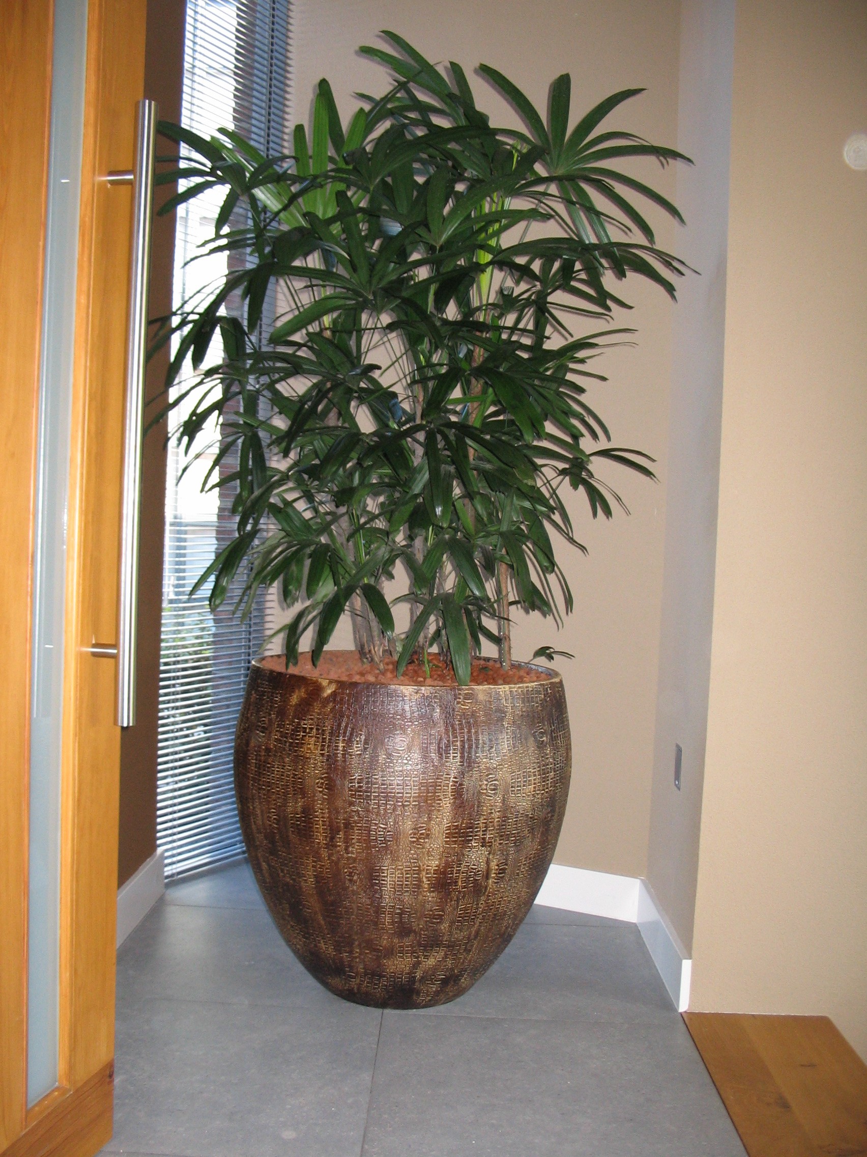 Raphis met houten plantenbak