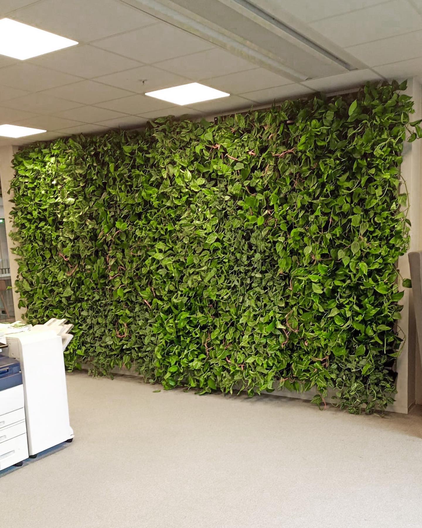Groene wand vooraanzicht Groene wand vooraanzicht