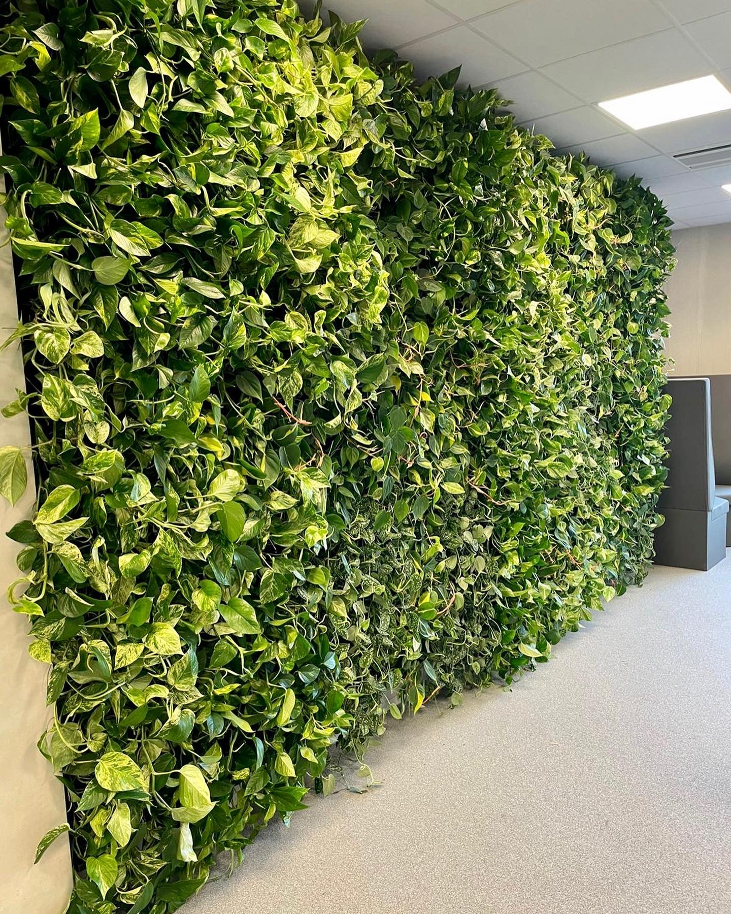 Groene wand Groene wand