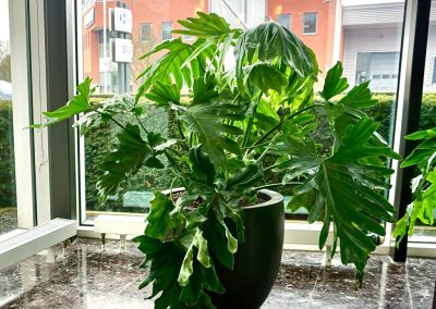 Philodendron Selloum