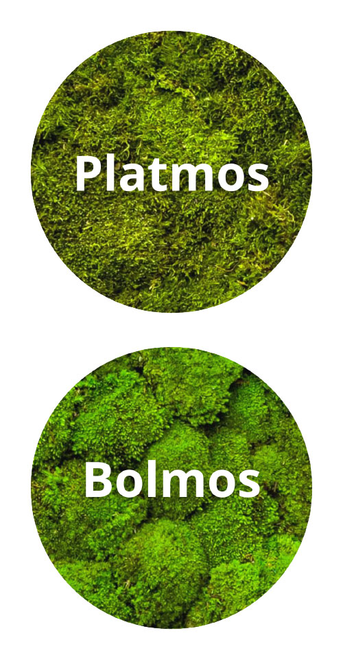 platmos-bolmos