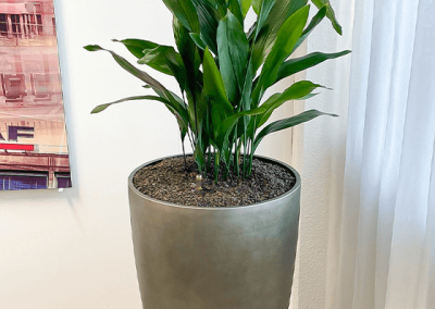 vandervleuten-kantoorplanten-aspidistra-elatior