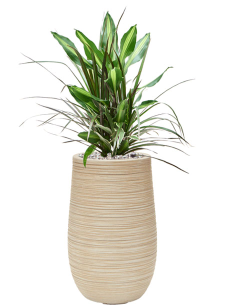 Dracaena