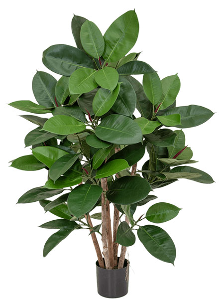 Ficus-Elastica