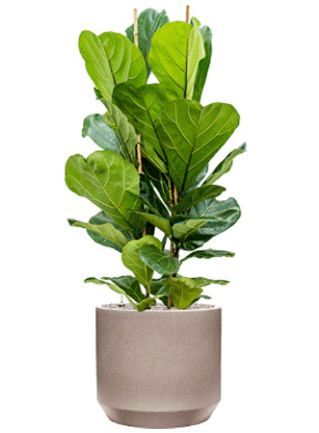 Ficus-Lyrata
