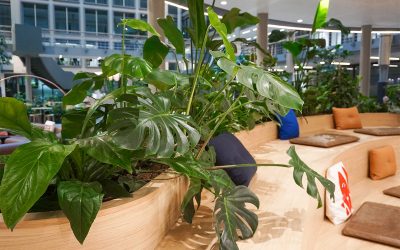 Groene Inspiratie: de plantentrends van 2024