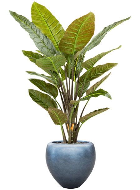 Ficus-Lyrata