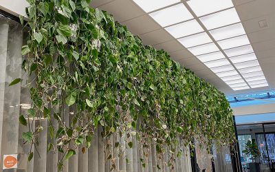 Interieurbeplanting voor kleine ruimtes: tips en ideeën