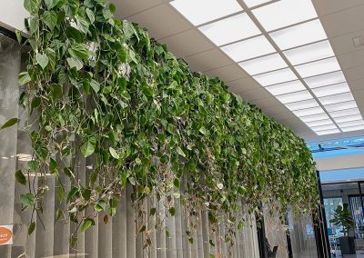 Interieurbeplanting-groene-werkomgeving-hangbeplanting