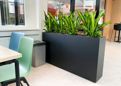 Interieurbeplanting-groene-werkomgeving-maatwerkplantenbak