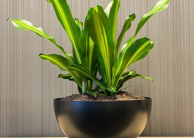 Interieurbeplanting-groene-werkomgeving-plant