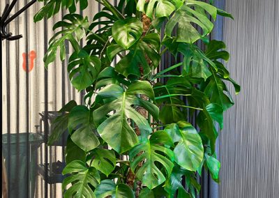 Interieurbeplanting-groene-werkomgeving-plant-op-kantoor