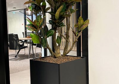 Interieurbeplanting-kantoor-plant