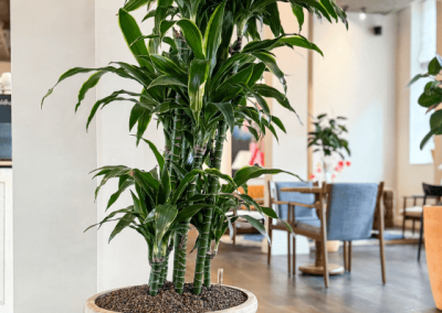 Interieurbeplanting-trendy-planten
