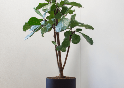 Planten-op-kantoor-plantenbak