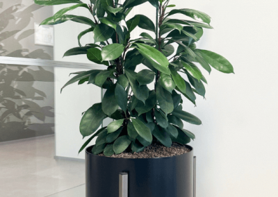 Planten-op-kantoor-plantenbak2