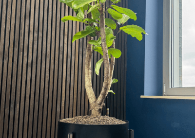 Prachtige-planten-bakken