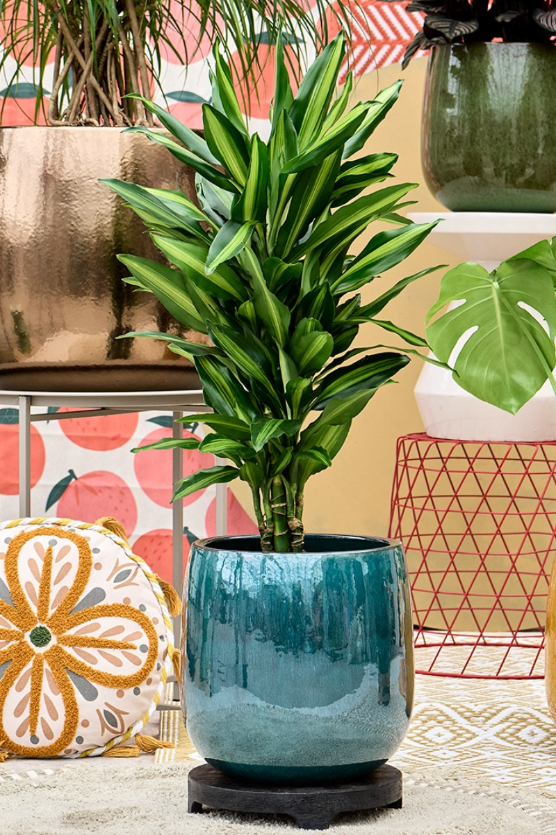 Kleurrijke-potten-planten Kleurrijke-potten-planten