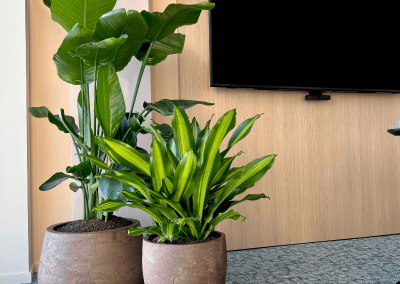 planten-op-kantoor-kantoorbeplating-