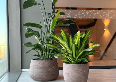 trendy-plantenbakken-robust