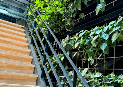 Groene-plantenwand-planten