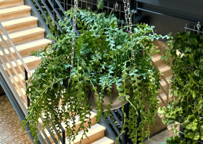 Interieurbeplanting-hangbeplanting-hang-planten