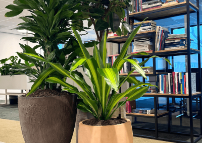 Interieurbeplanting-planten-architect