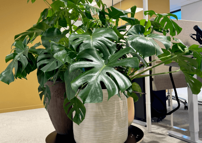 Interieurbeplanting-planten-kantoor-architect