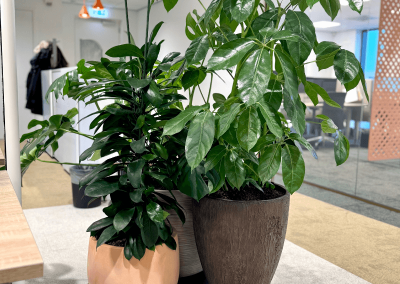 Interieurbeplanting-planten-kantoor-verschillende-potten-bakken