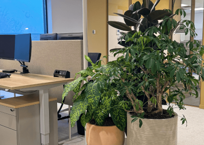 Interieurbeplanting-plantenbakken-kantoor-uniek-planten