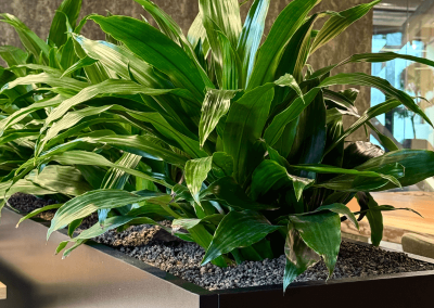 Planten-op-kantoor-afscheiding