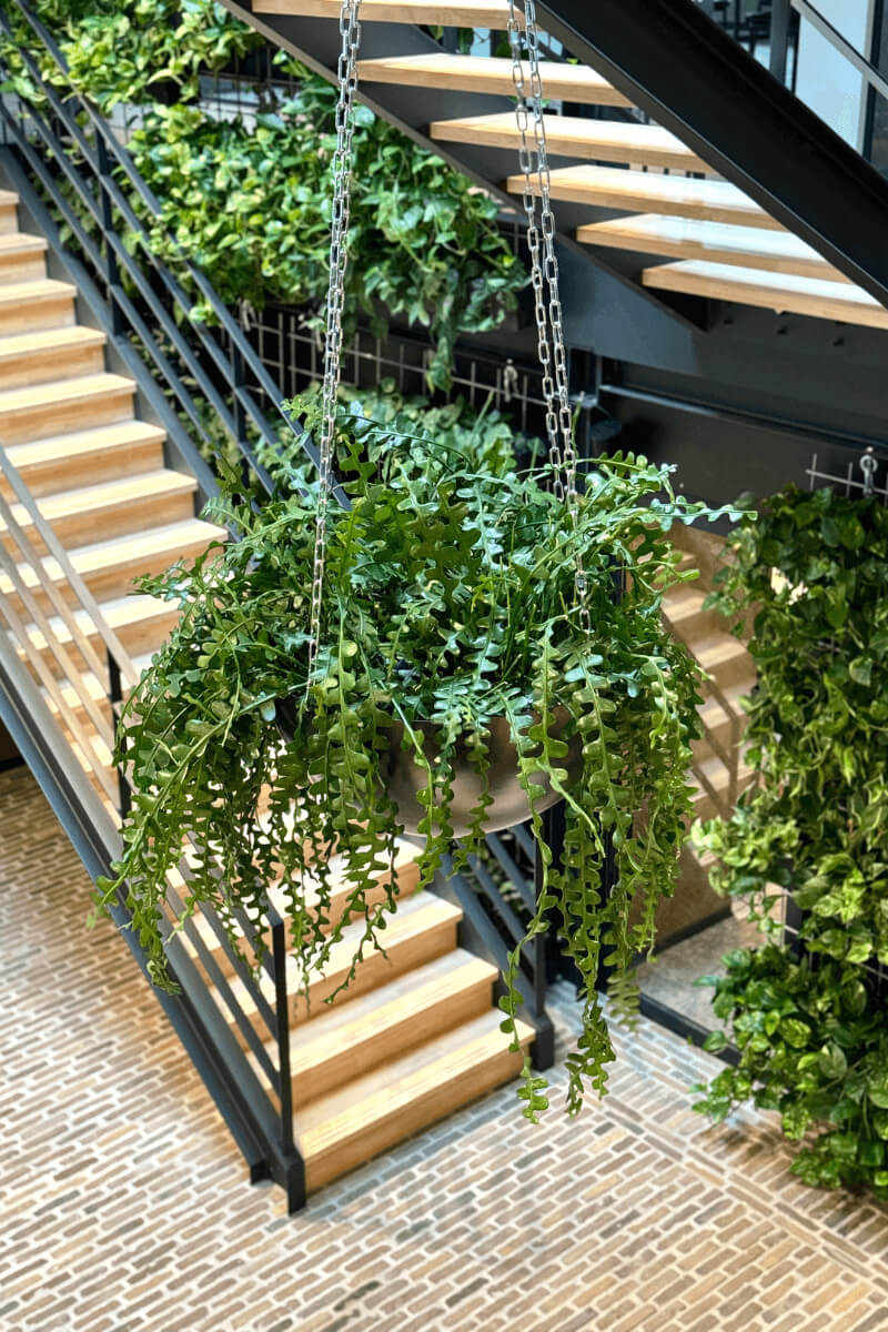 Interieurbeplanting-hangbeplanting-hang-planten Interieurbeplanting-hangbeplanting-hang-planten