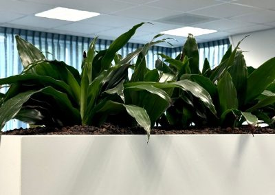 circulaire_Interieurbeplanting_ahrend_duurzaam_groen