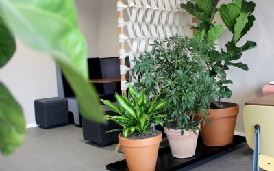 Circulaire interieurbeplanting centraal in de Circulaire Hub van Ahrend