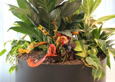 circulaire_Interieurbeplanting_ahrend_planten_groen