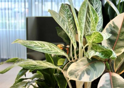 circulaire_Interieurbeplanting_ahrend_planten_op_kantoor
