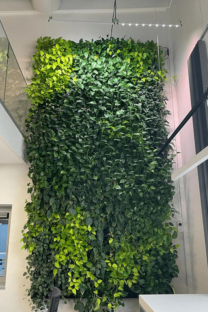 groene-wand-aan-de-muur groene-wand-aan-de-muur