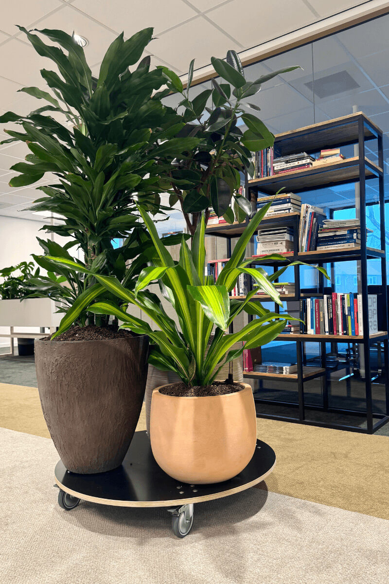 interieurbeplanting-planten-architect interieurbeplanting-planten-architect