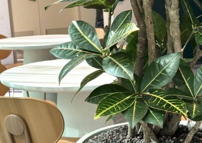 High Tech Campus_Planten_op_kantoor